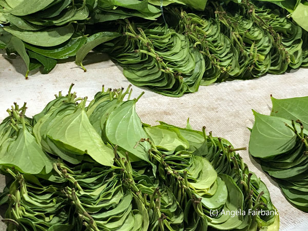 leaves for paan