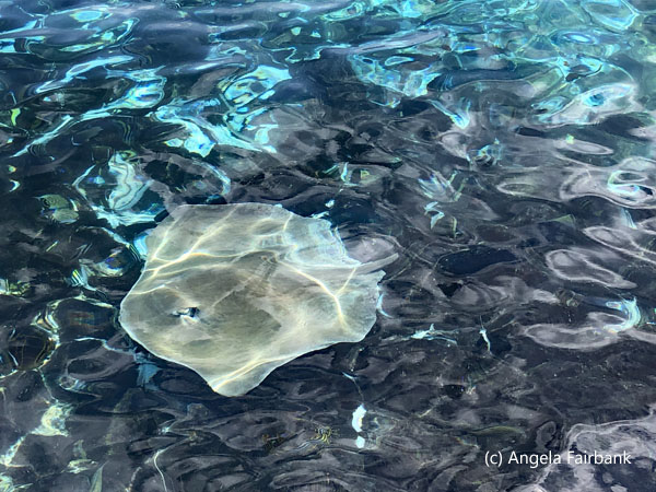 ray in water by market