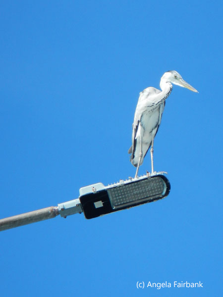 grey heron on lamp