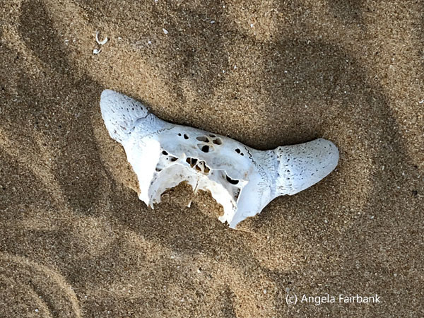 bones in sand