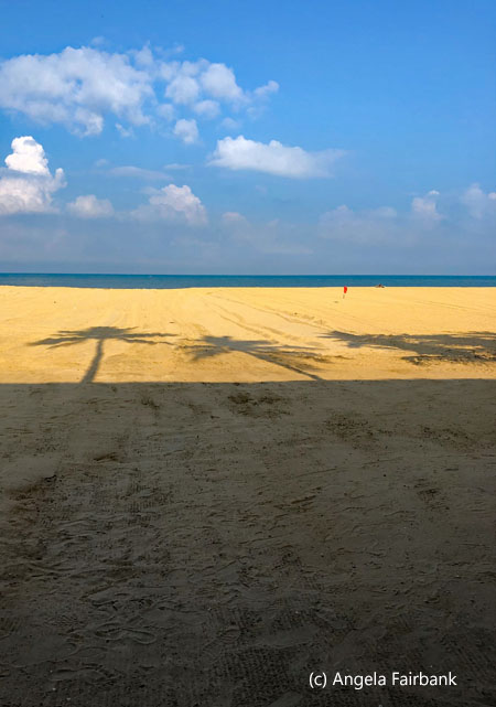 shadow of palm trees on sand