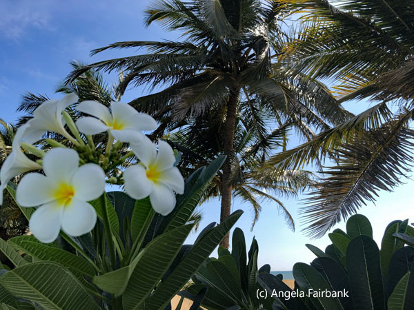 frangipani 1