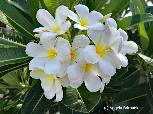 frangipani 2