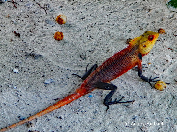 colourful lizard