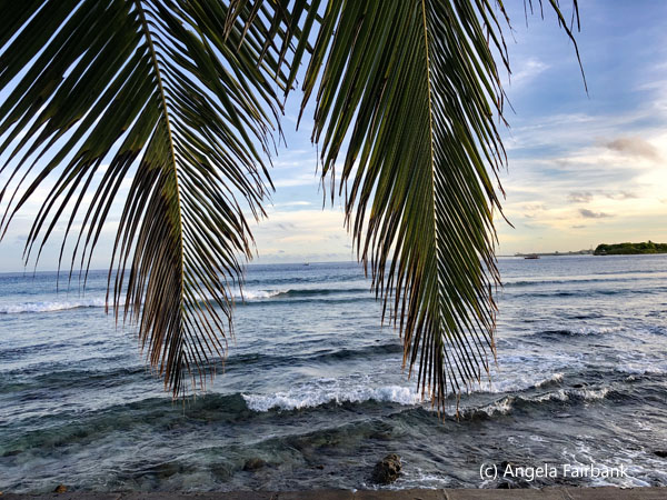 palm fronds over surfing beach