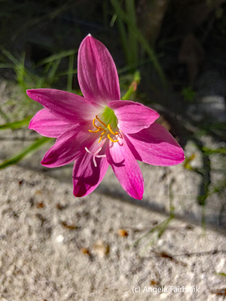 pink flower