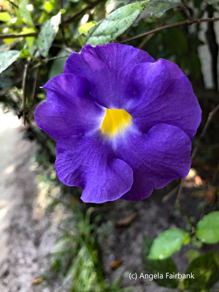 purple flower
