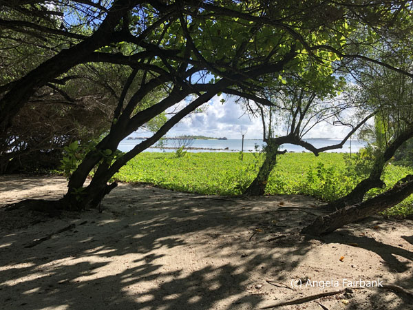 trees at resort