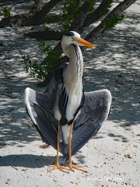grey heron drying wings