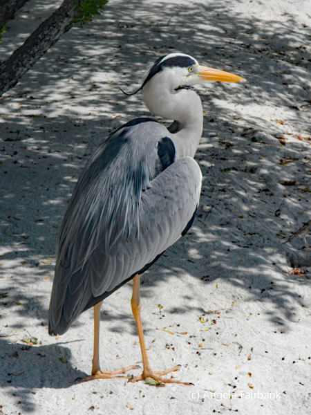 greay heron on the sand