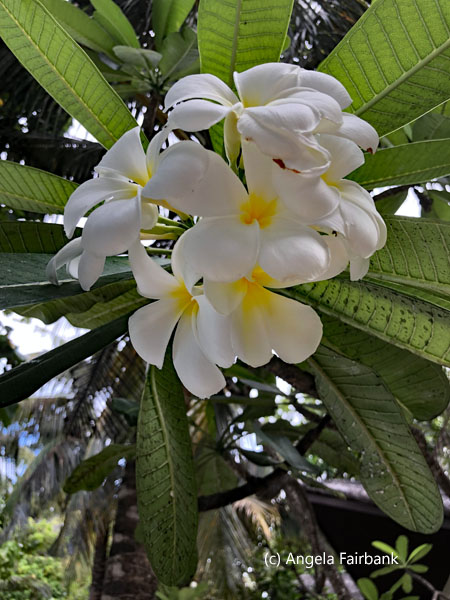 frangipani