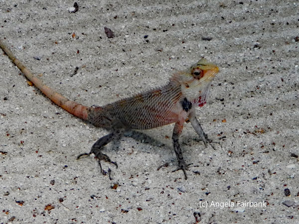 paler lizard