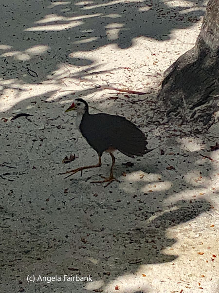 waterhen kanbili