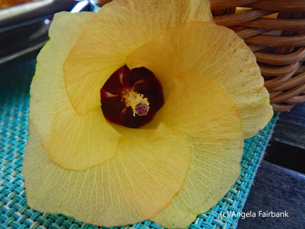 yellow hibiscus