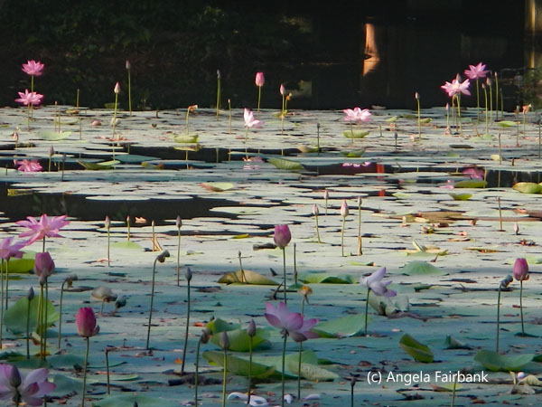 lotus pond