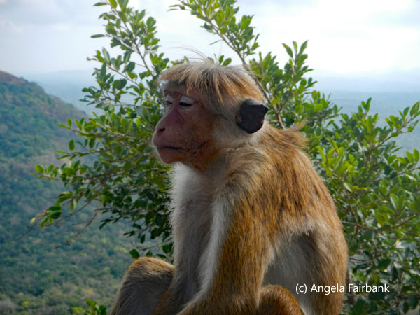 macaque money