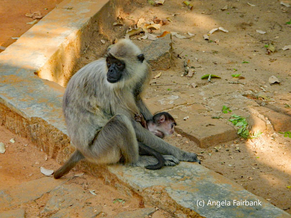 black-faced monkey
