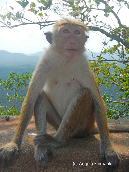 macaque monkey 2