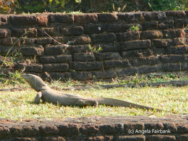 monitor lizard