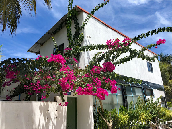 white building with red bougainvillea