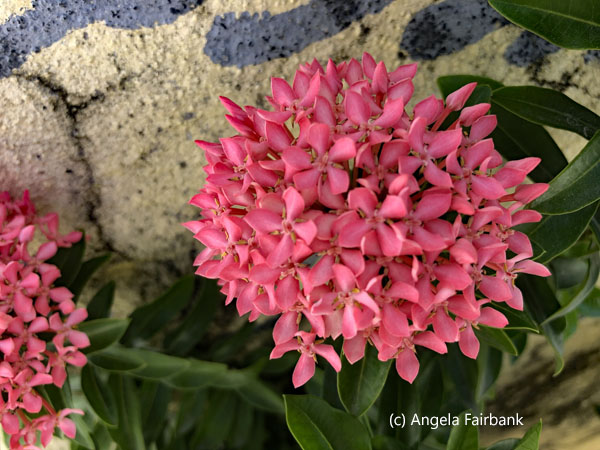 pink flowers