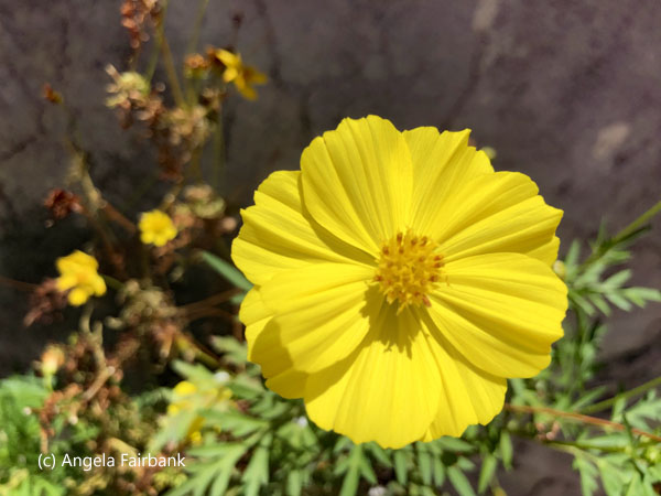 yellow flower