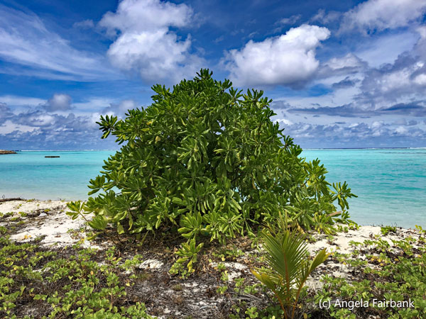 sea bush