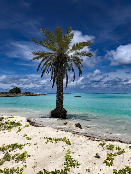 palm tree