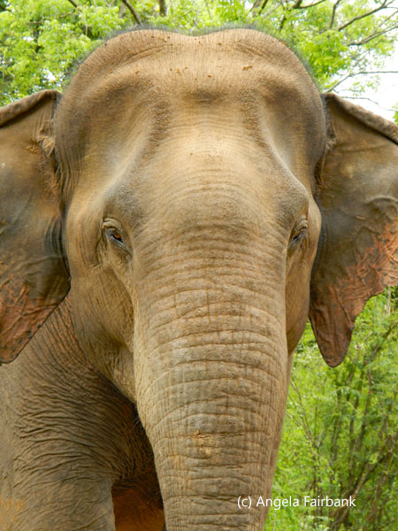 elephant vertical