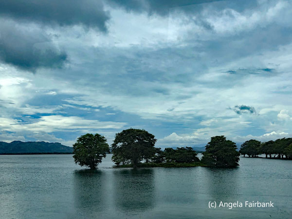 trees in lagoon