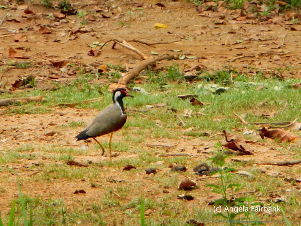 lapwing