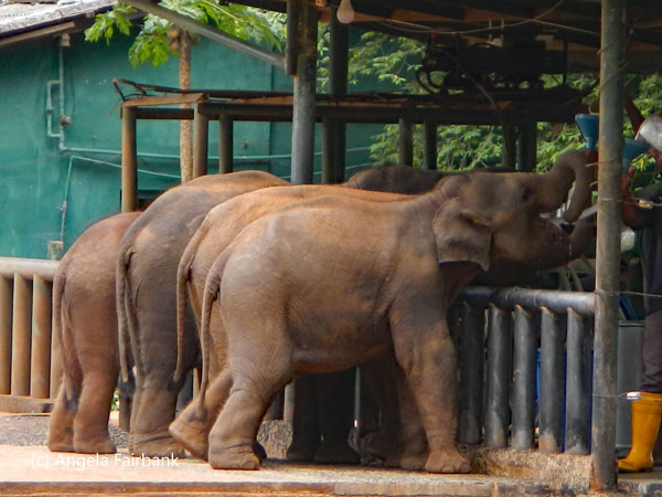 four baby elephants being fed milk