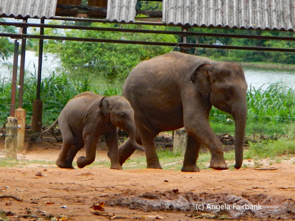 two baby elephants