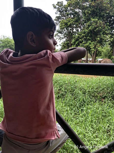 boy watching elephants