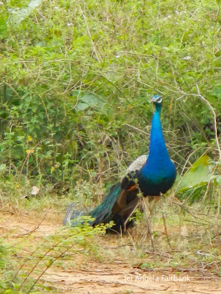 peacock 1