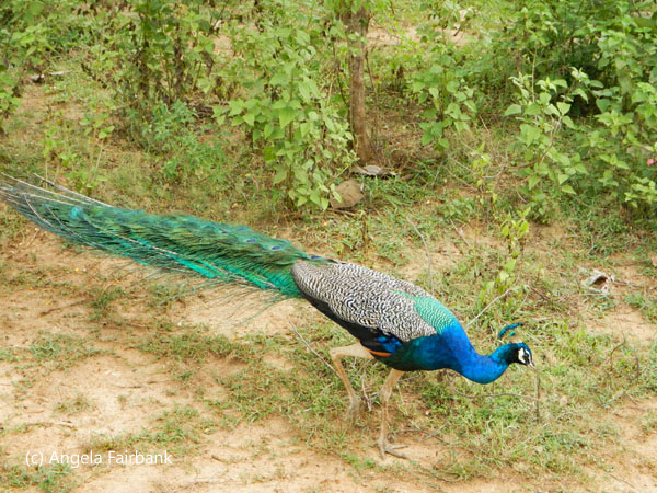 peacock 2