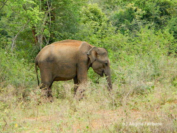 baby elephant in wild