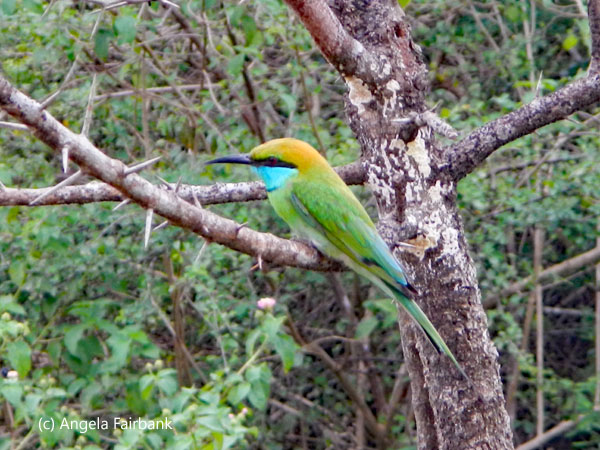 bee eater