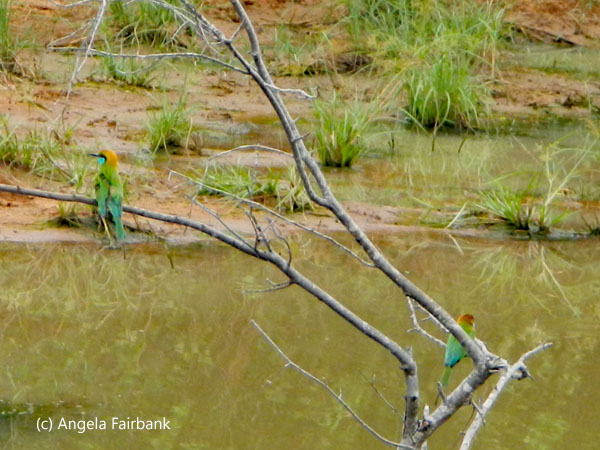 2 bee eaters