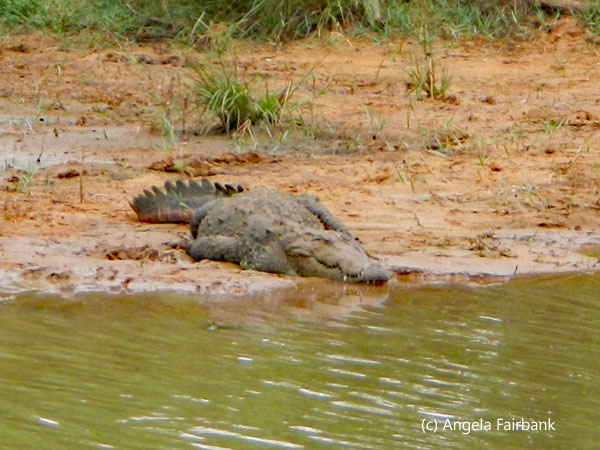 crocodile