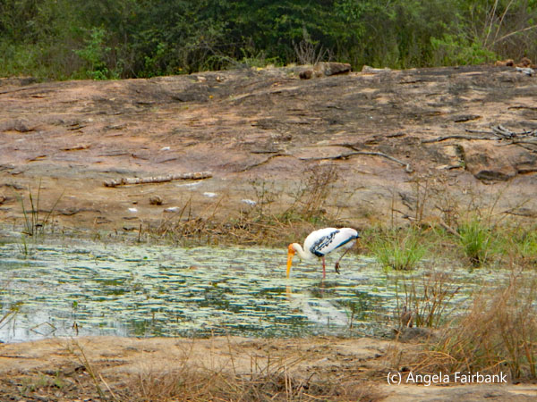 painted stork in pond