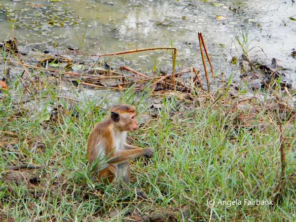 macaque monkey in wild