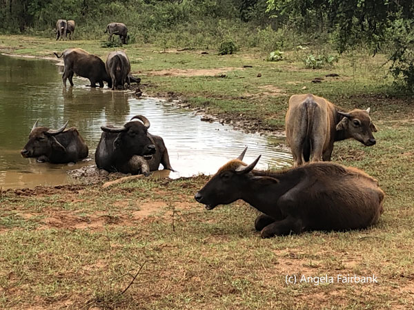 wild buffalo
