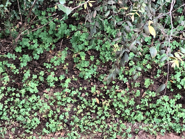 a field of four-leaf clovers
