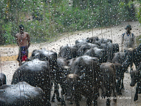 buffalo through rainy window