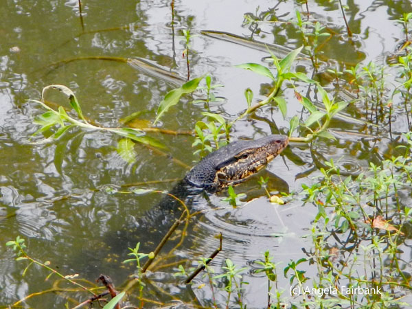 young crocodile in water