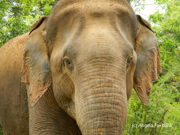 elephant horizontal