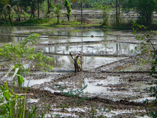 man working in rice field