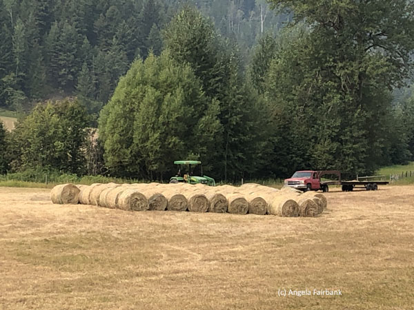 hay
