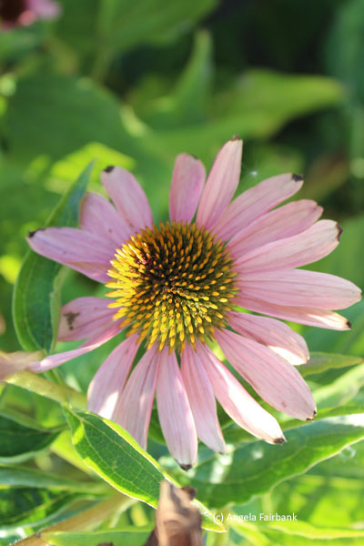 pink flower